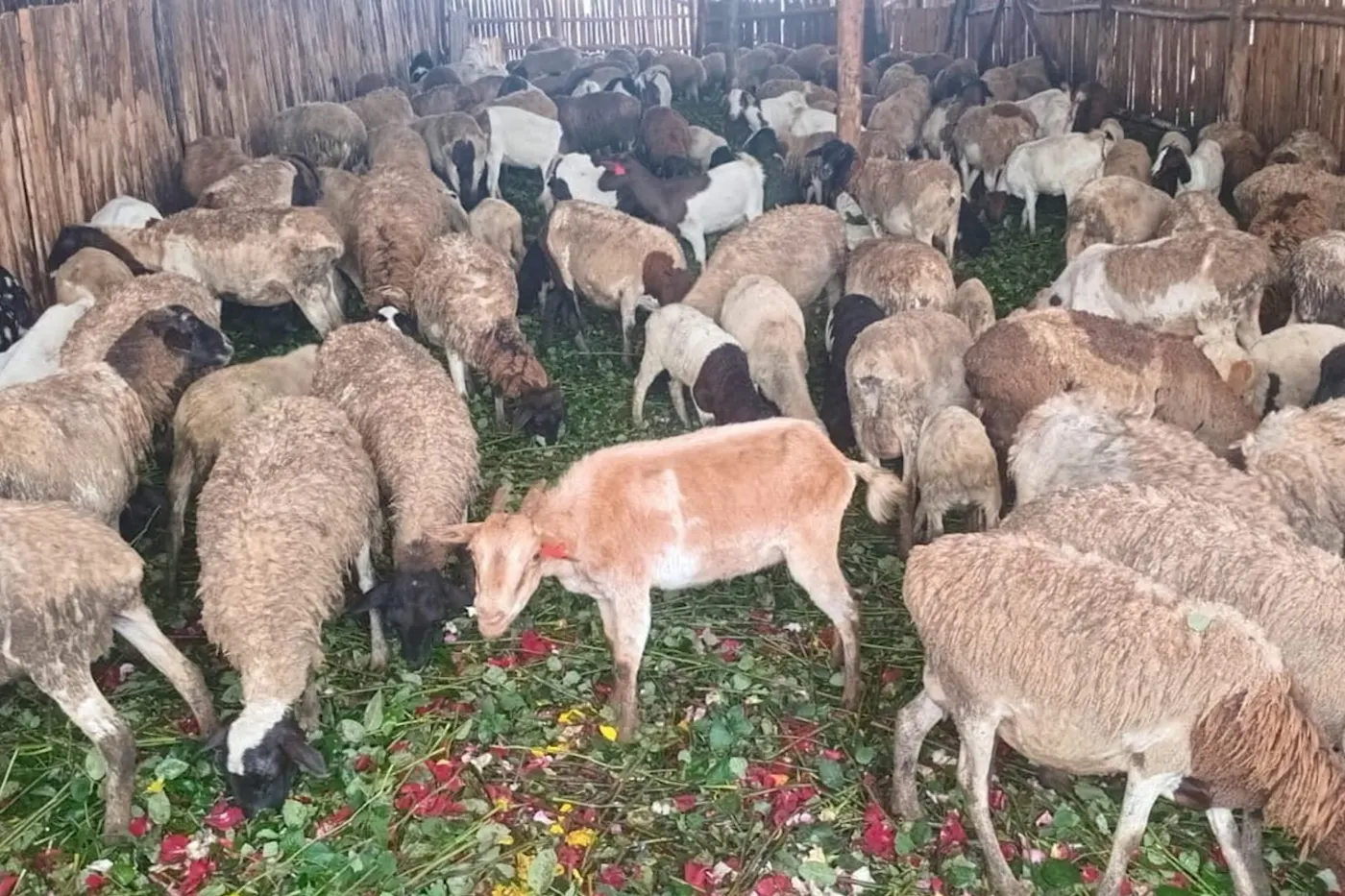 Les pets de roses et la main invisible