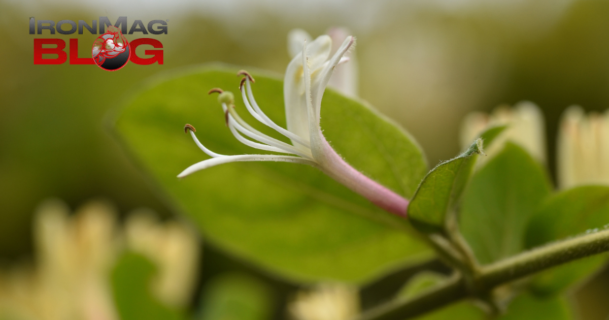 7 bienfaits thérapeutiques de cette fleur au goût sucré – IronMag Bodybuilding & Fitness Blog