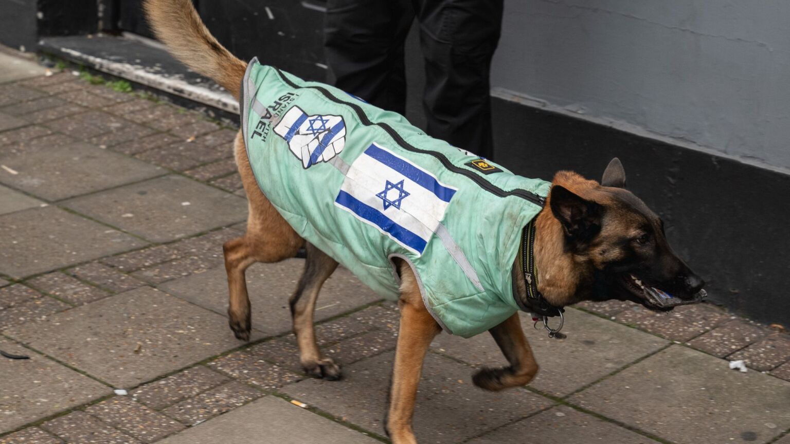 Des chiens violeurs israéliens ? Le New York Times est fou