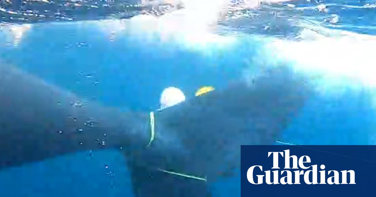Une baleine de Nouvelle-Zélande libérée des filets de pêche lors d'une opération « particulièrement dangereuse » de plusieurs jours | Nouvelle-Zélande