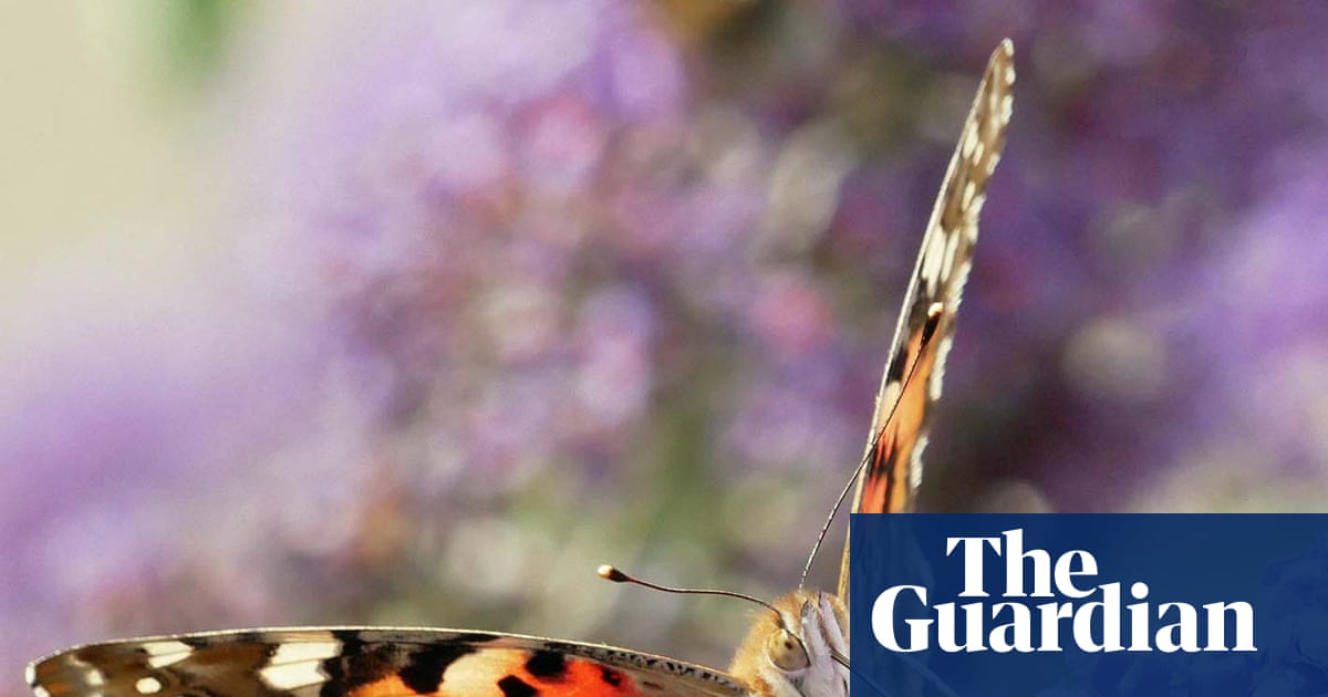 Journal de campagne : C'est une dame peinte en été, le matériau de la légende des chercheurs papillons | Papillons