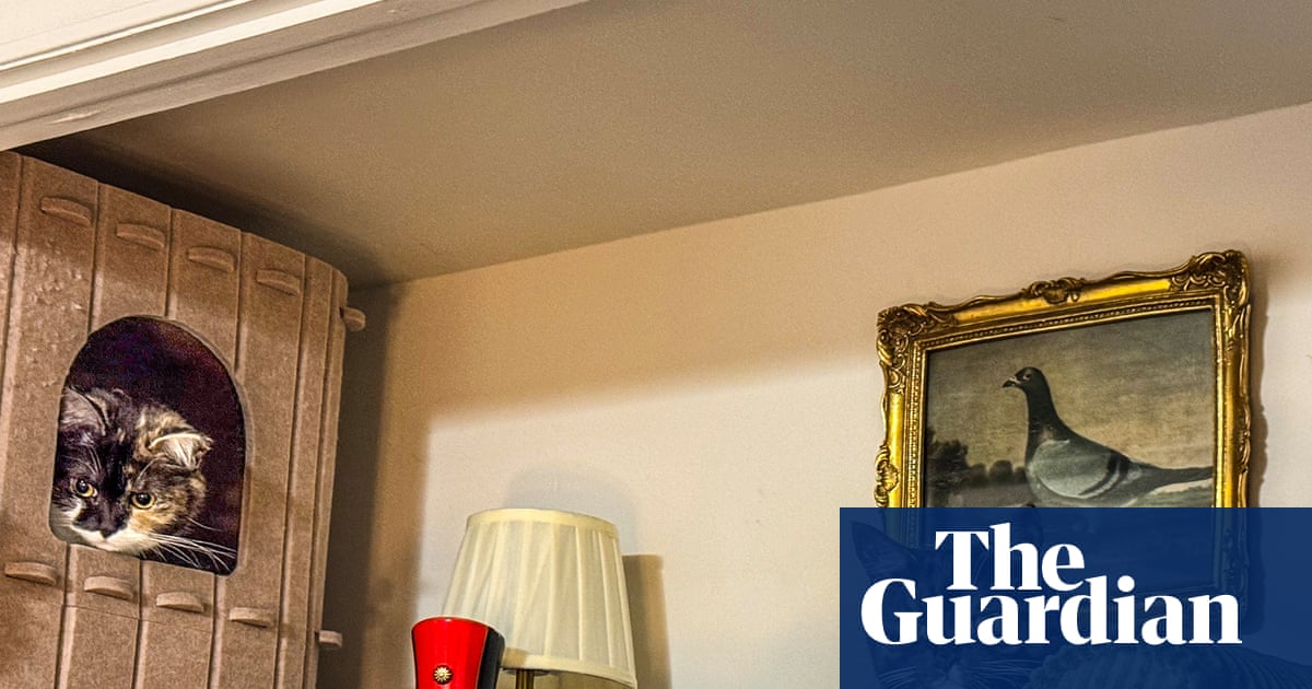 Votre chien doit-il avoir sa propre chambre ? Votre chat a-t-il besoin d'une salle de bain ? La montée et la montée du coin des animaux de compagnie | Chats