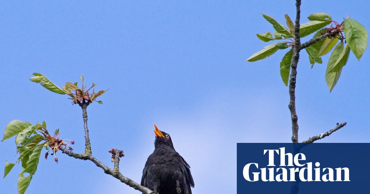 Journal de campagne : Il n'y a pas de chant de merle comme celui de ma rue | Oiseaux