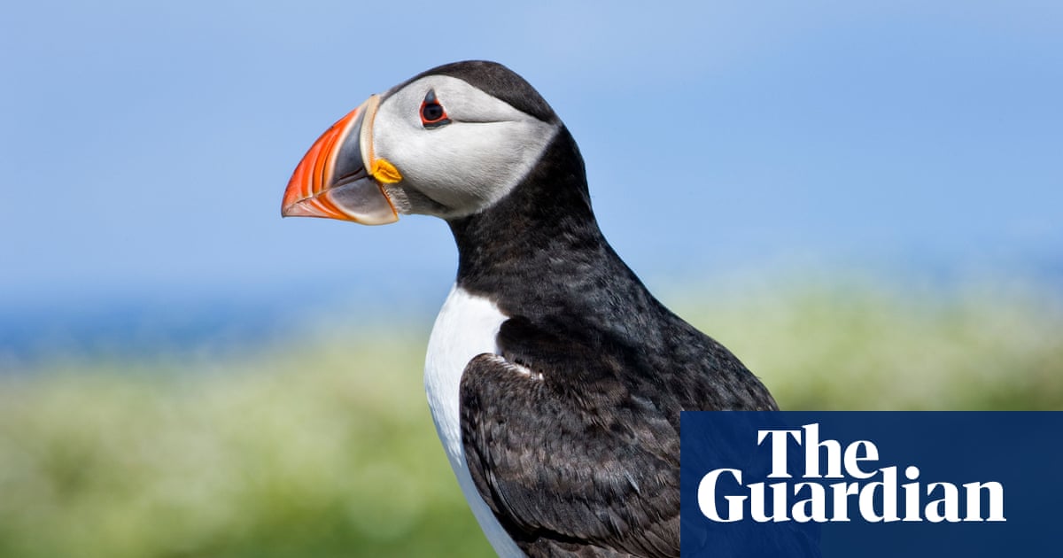 Macareux, dauphins et bourdons dans la course aux nouveaux billets britanniques | Banque d'Angleterre