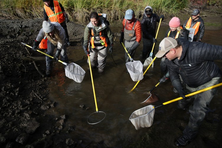 Eine Gruppe von acht Menschen watet in einem schlammigen Wasserbecken und hält leuchtend gelbe Stangen mit Fischernetzen am Ende.