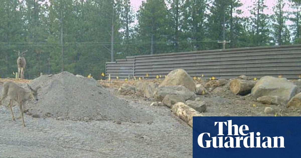 Le cerf mulet utilise déjà un pont faunique incomplet de 20 millions de dollars en Californie | Californie