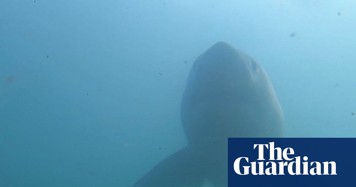 La Californie fait face au nombre de requins le plus élevé depuis des années alors que les grands blancs se déplacent vers le nord | Requins