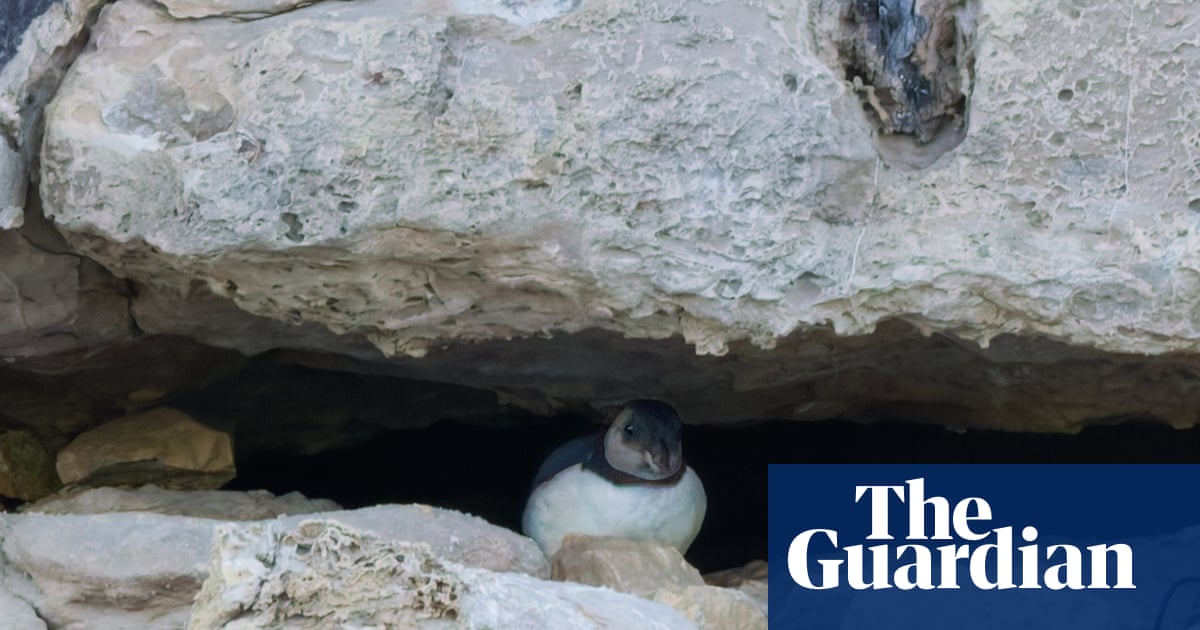 La première observation de « bouffées » en trois décennies offre de l'espoir à la colonie de macareux en difficulté du Dorset – Vidéo | Angleterre