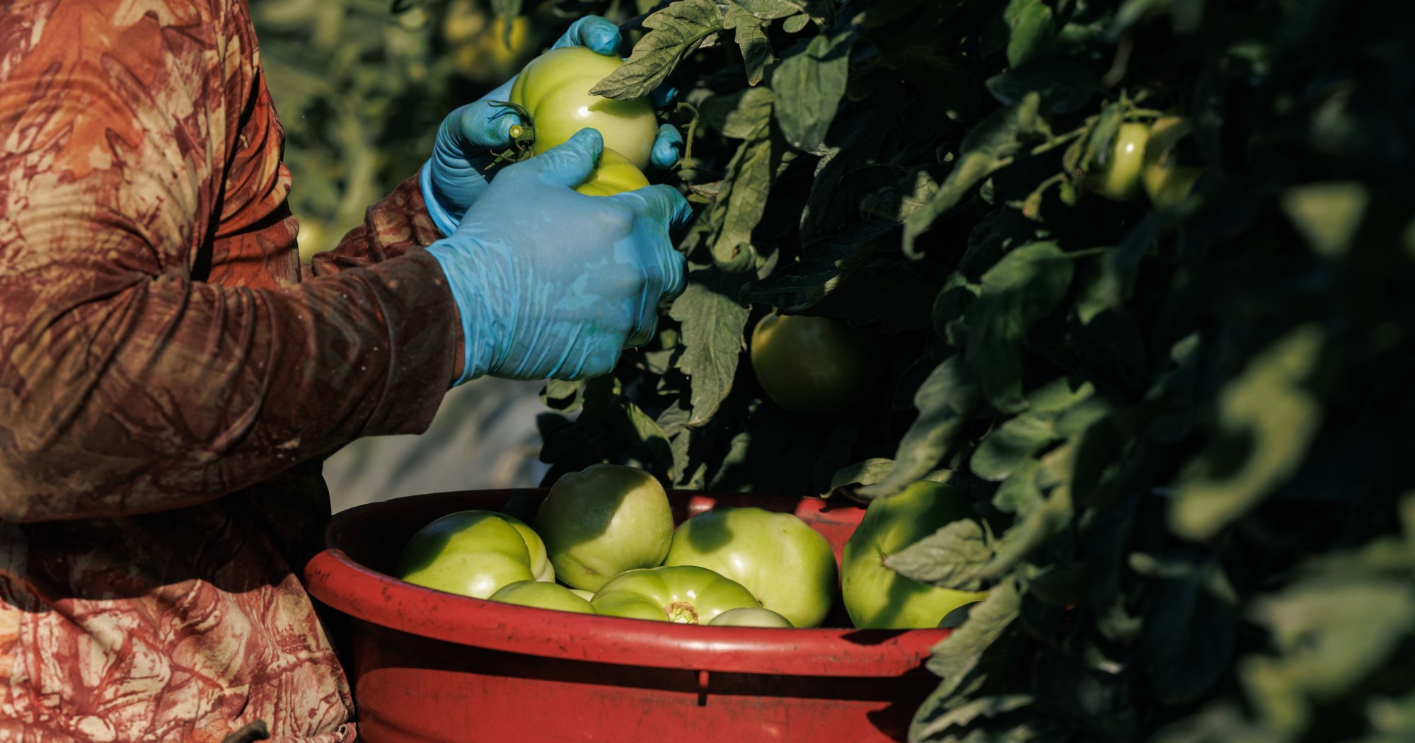 Les agriculteurs veulent des changements pour rendre le programme de visa H-2A plus abordable pour leurs entreprises – ProPublica