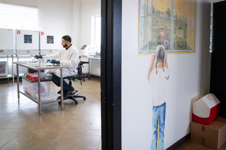 Ein Labortechniker in einem weißen Kittel arbeitet an einem Metalltisch, der an einer Wand mit dem Wandgemälde eines Kindes vorbei blickt, das Kühe betrachtet.