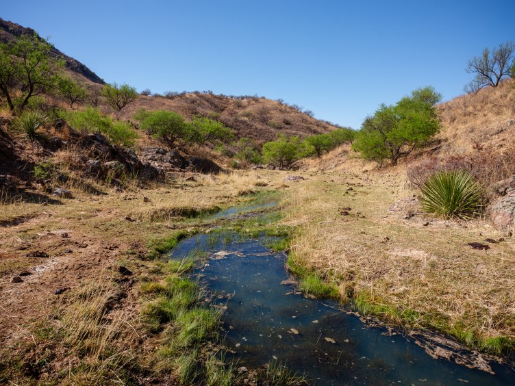 Ein kleiner, gewundener Bach fließt durch ein trockenes, grasbewachsenes Tal. Grüne Bäume, Yucca-Pflanzen, Kuhfladen und trockene braune Hügel säumen die Landschaft unter einem klaren blauen Himmel.