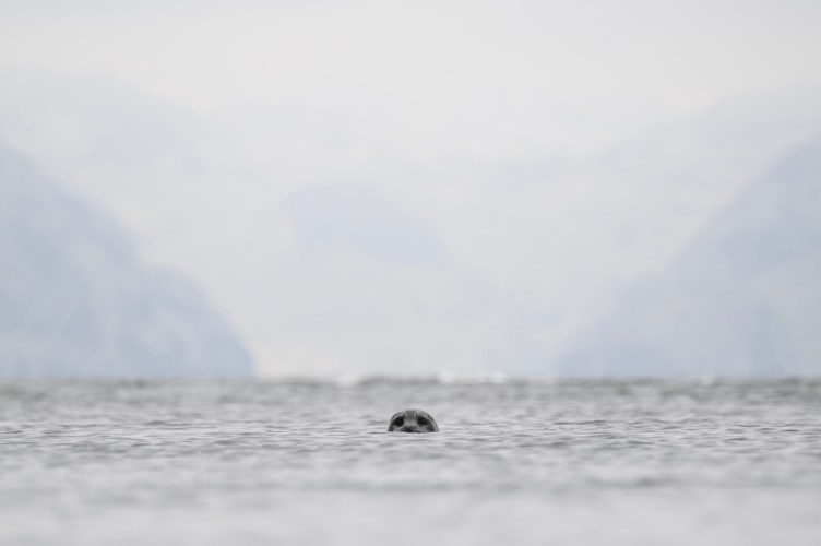 A black seal pokes part of its head above the gray water. The background is white and out of focus.