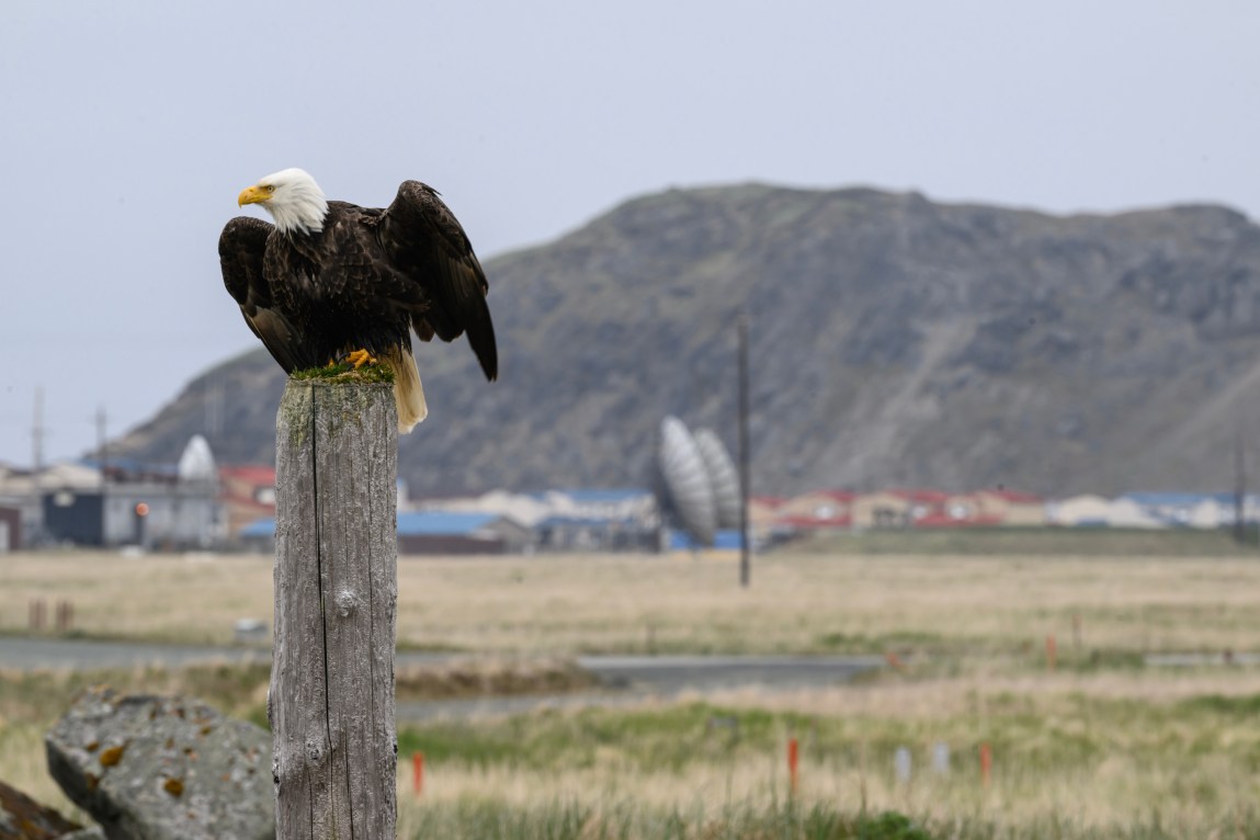 A bald eagle perches on a wooden post. Buildings, satellite dishes and a tall mountain are out of focus in the background.