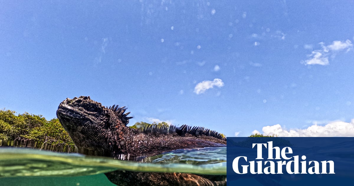 Que peuvent nous apprendre les animaux des îles Galapagos sur la menace El Niño ? | Environnement