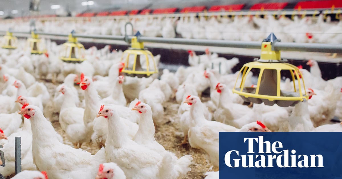 Industrial chicken farming accelerating spread of diarrhoea bacteria, study finds | Chicken