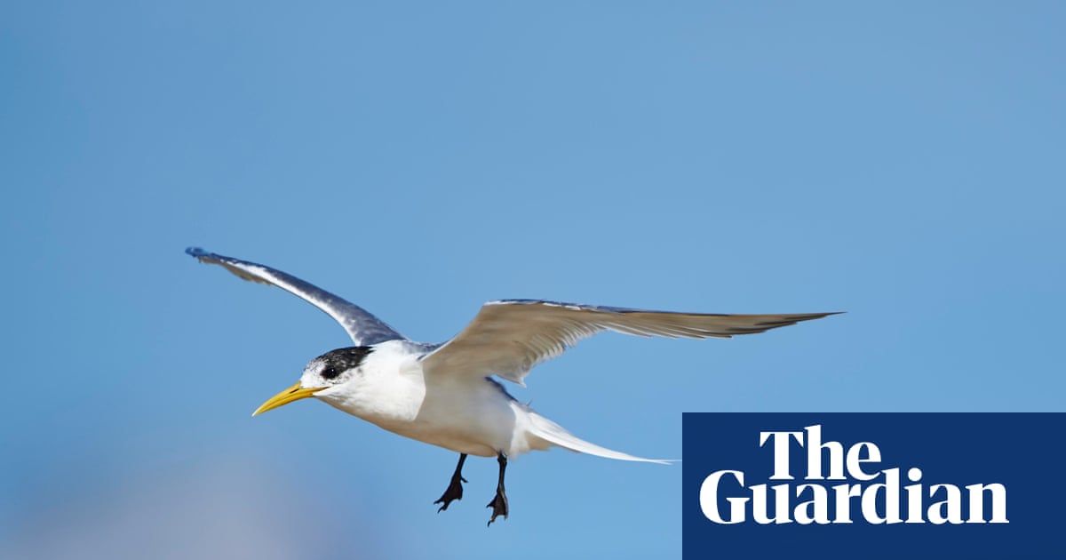 Grippe aviaire H5 mortelle découverte pour la première fois chez un oiseau marin australien indigène | Grippe aviaire