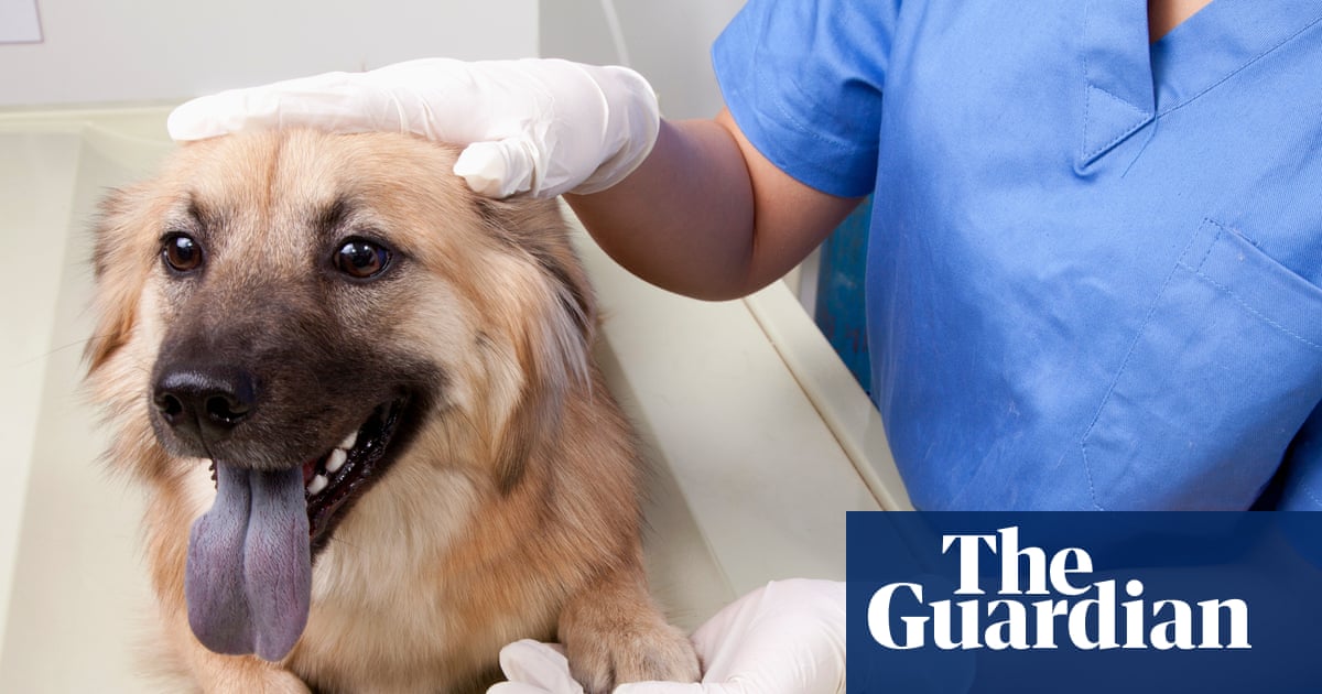 Les ordonnances pour animaux de compagnie pourraient être plafonnées à 21 £ dans le cadre des réformes proposées du secteur vétérinaire | Médecine vétérinaire