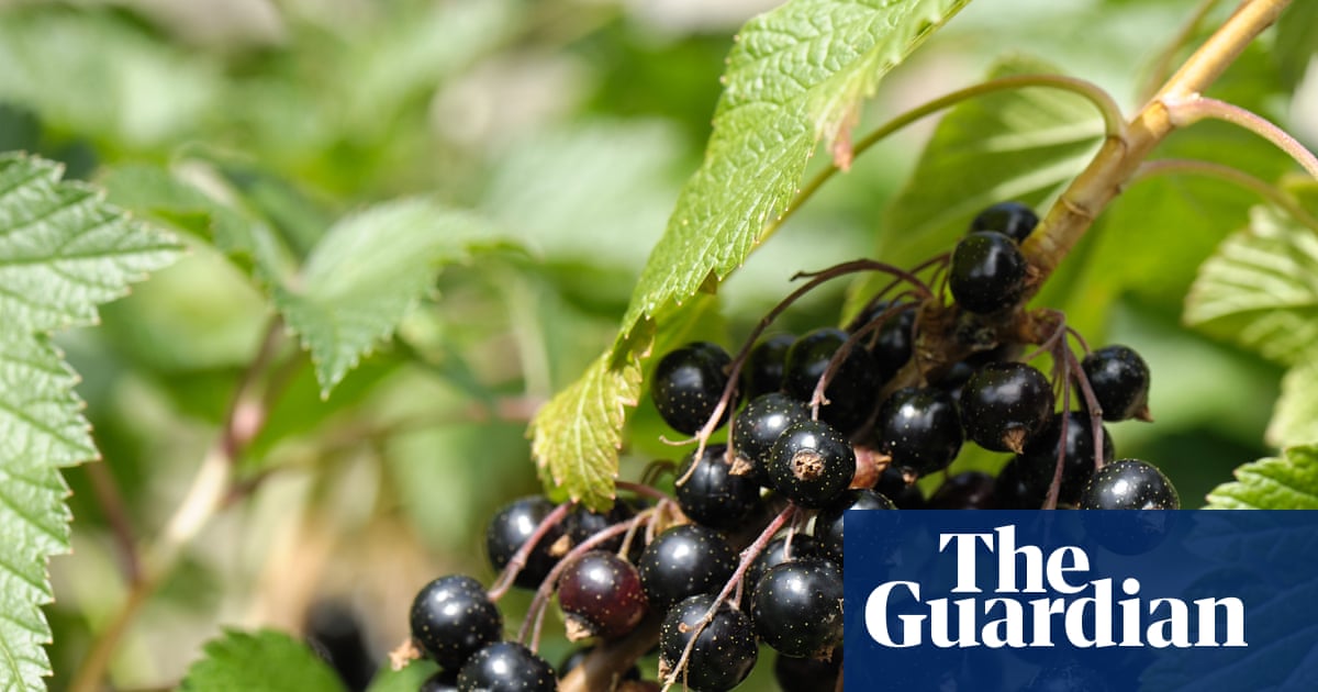 Baies robustes : Ribena veut produire des cassis plus résistants pour résister aux conditions climatiques extrêmes | Industrie agroalimentaire