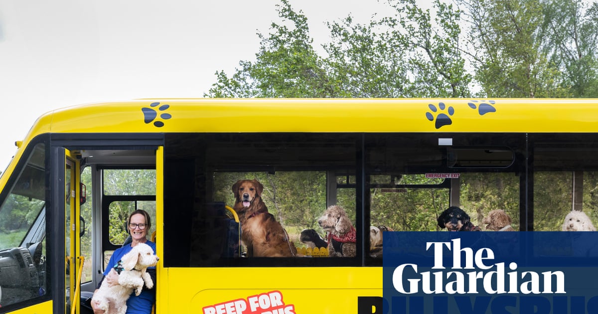Experience: I drive a bus for dogs | Life and style