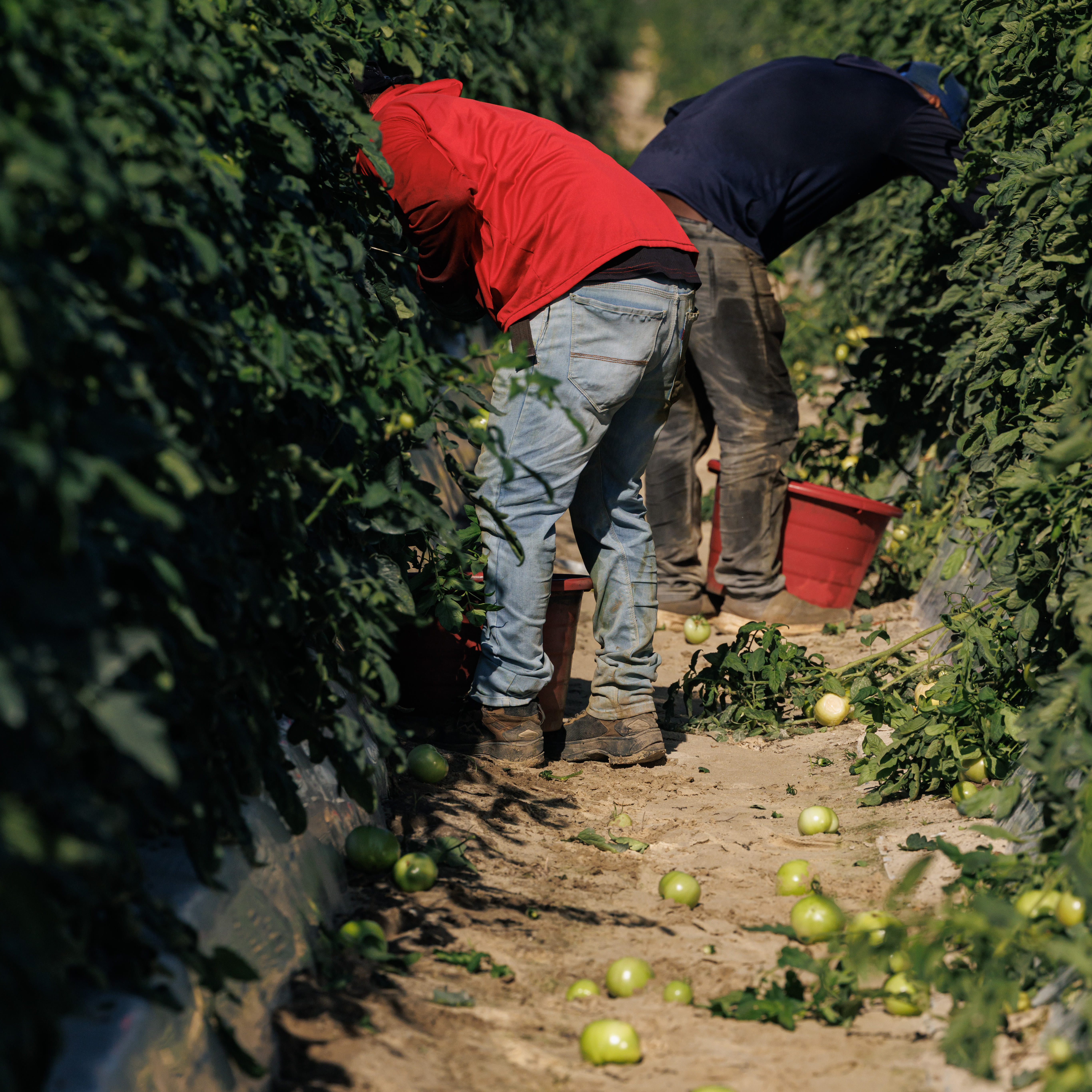 Deux ouvriers agricoles portent des pantalons longs et des manches longues et se penchent sur une rangée de plants de tomates, avec des seaux rouges à leurs pieds. Des tomates vertes sont éparpillées sur la terre autour d'elles.