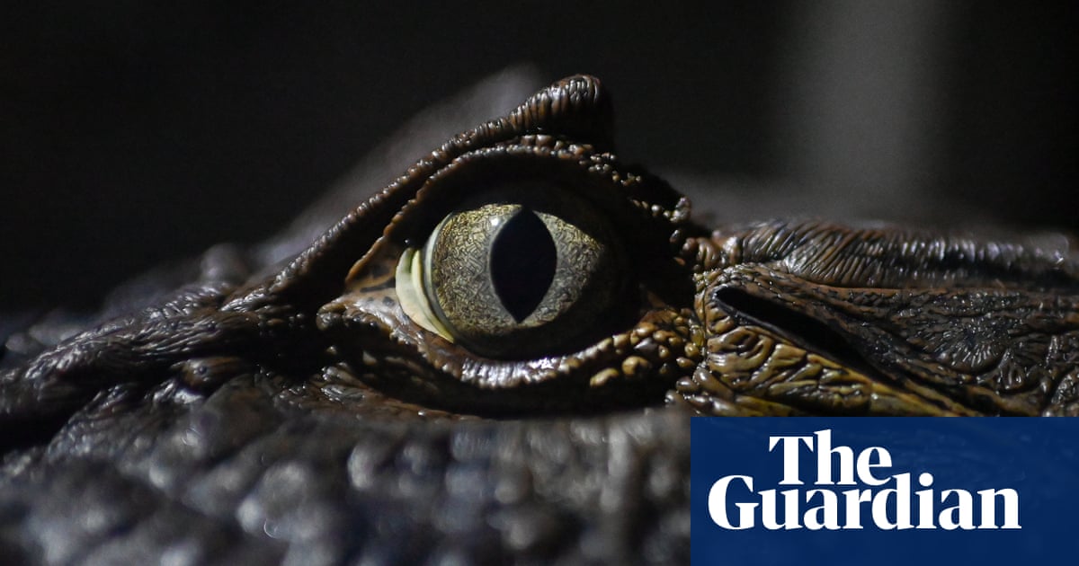 Week in wildlife: a Cornish wallaby, a frazzled opossum and rare Montagu’s harrier chicks