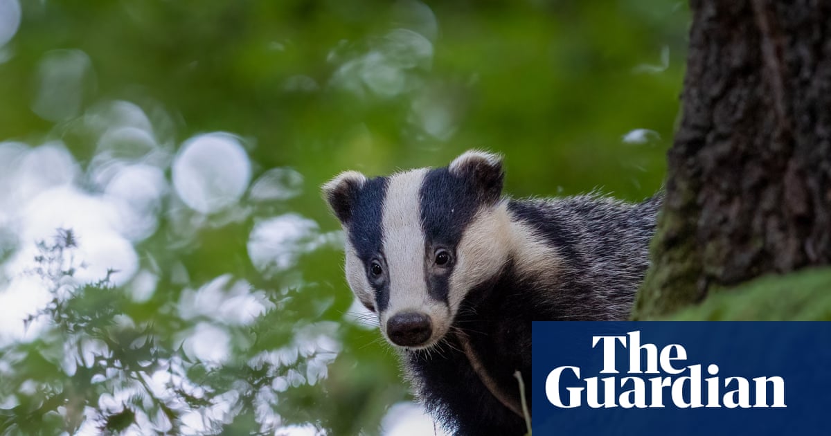 Too many holes! Why badgers are digging up Britain’s lovingly maintained golf courses | Badgers