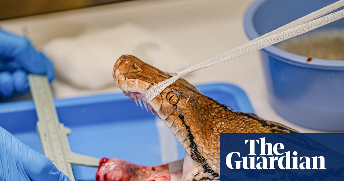 Python named Jodie Foster first snake to receive pioneering cancer treatment | Animals