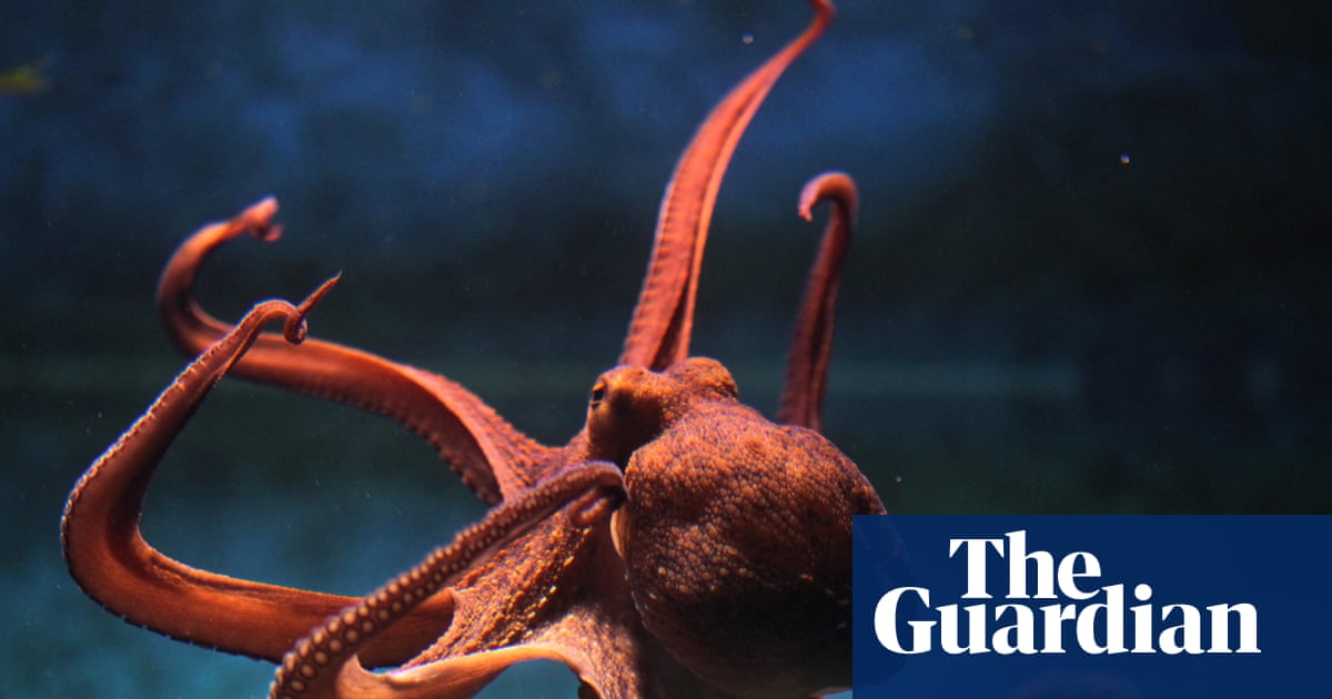 Too smart to eat? Why octopus farms are such a slippery problem | Marine life