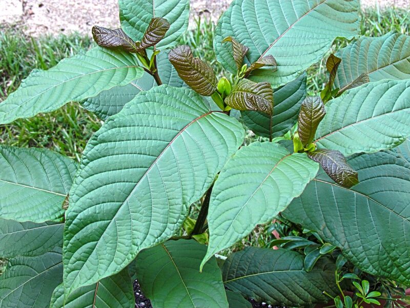 Feds Schedule Kratom Derivatives As Opioids – IronMag Bodybuilding & Fitness Blog