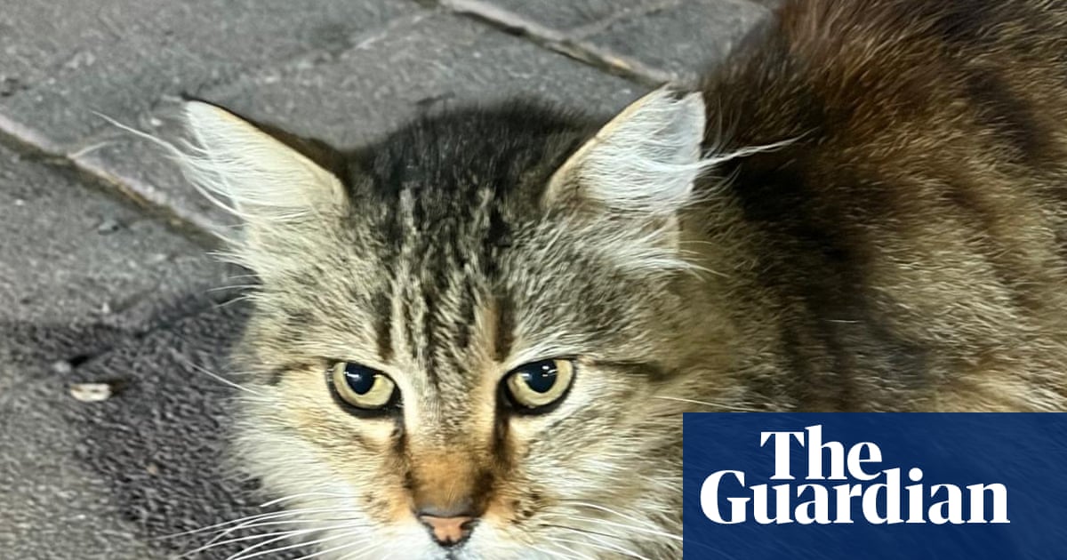 Thursday news quiz: Long-haul flights, changing lights and a lot of Turkish cats | Life and style