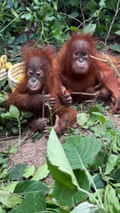 Five baby orangutans found in forest in India in suspected smuggling incident