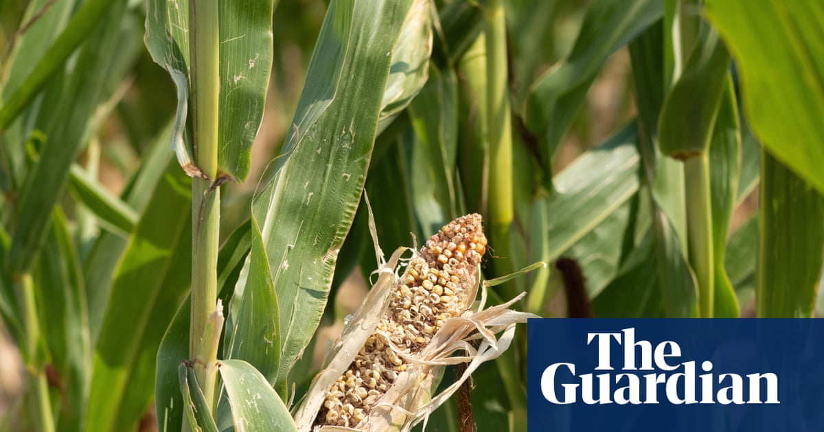 UK has not done enough to prepare for shocks to food supplies, says watchdog | Food & drink industry