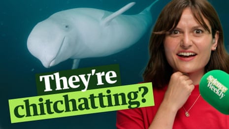 Could humans ever communicate with whales? - video