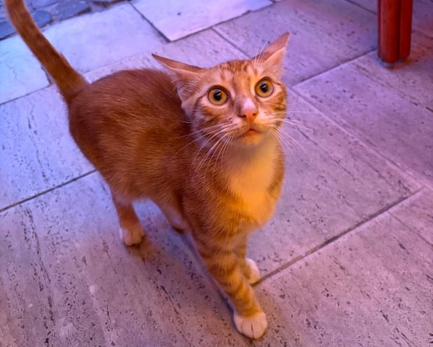 One of the many cats of Istanbul