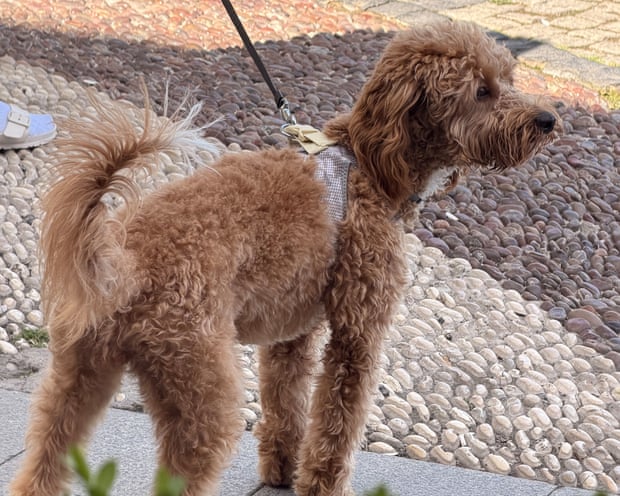One of the dogs of Istanbul