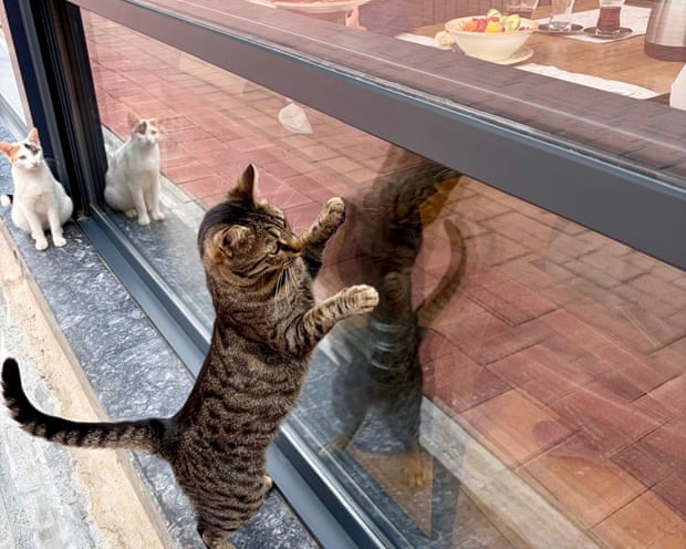 One of the many cats of Istanbul