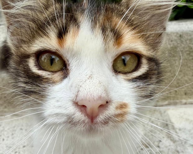 One of the many cats of Istanbul