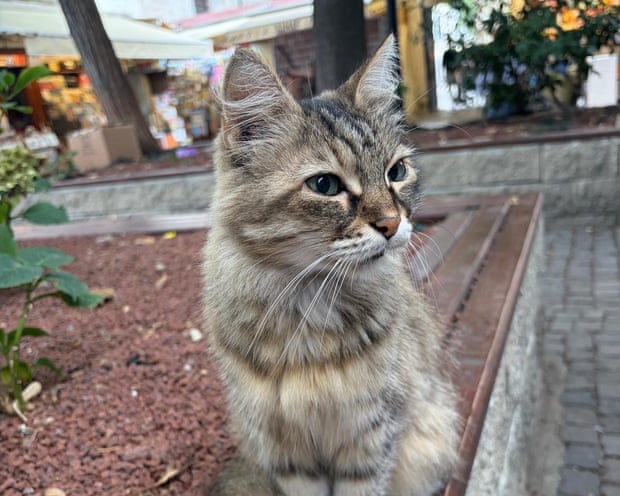 One of the many cats of Istanbul