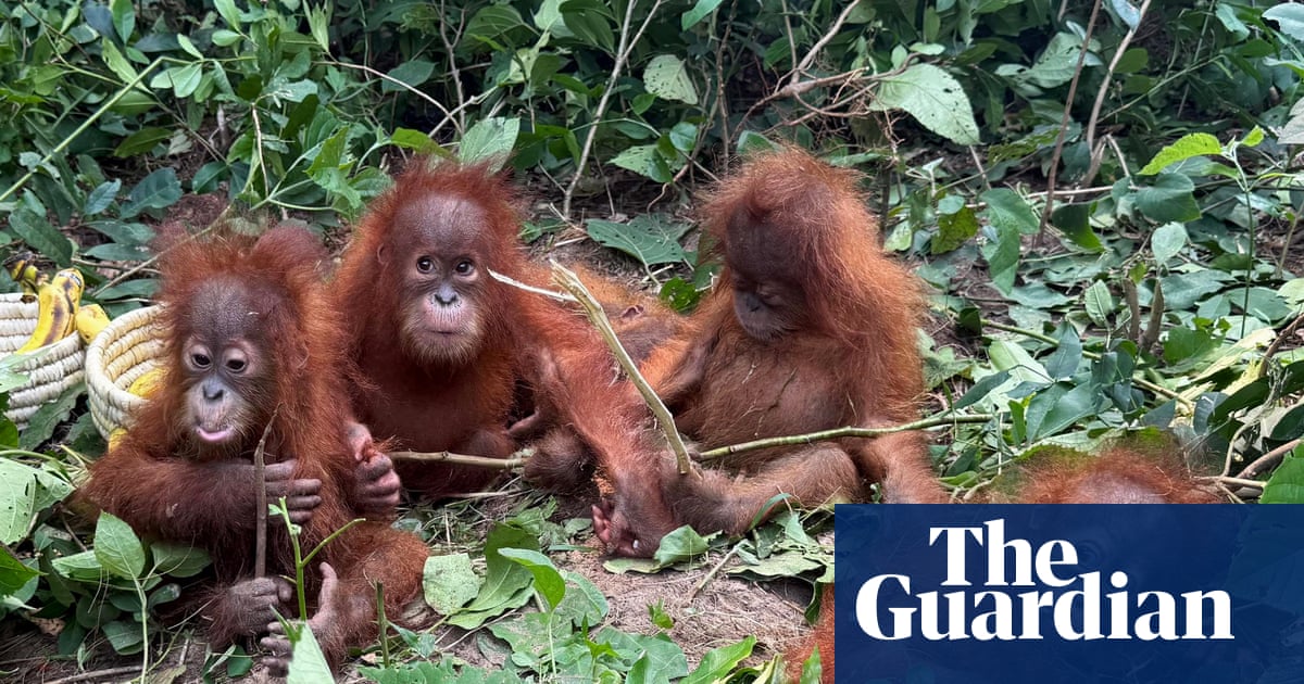 Baby orangutans found in forest in India spark trafficking investigation | Animals