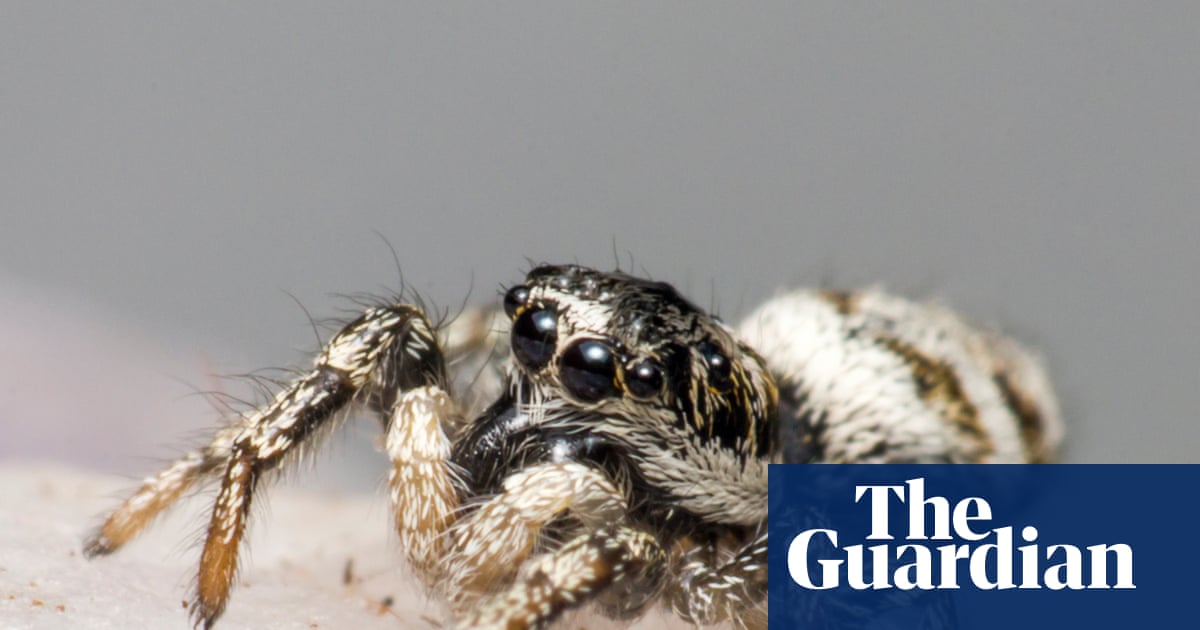 Spider season! Ten species you’ll see scuttling across Britain’s carpets and lawns this autumn | Spiders