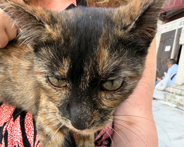 One of the many cats of Istanbul