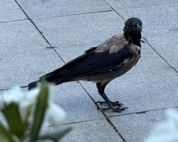 One of the hooded crows of Istanbul