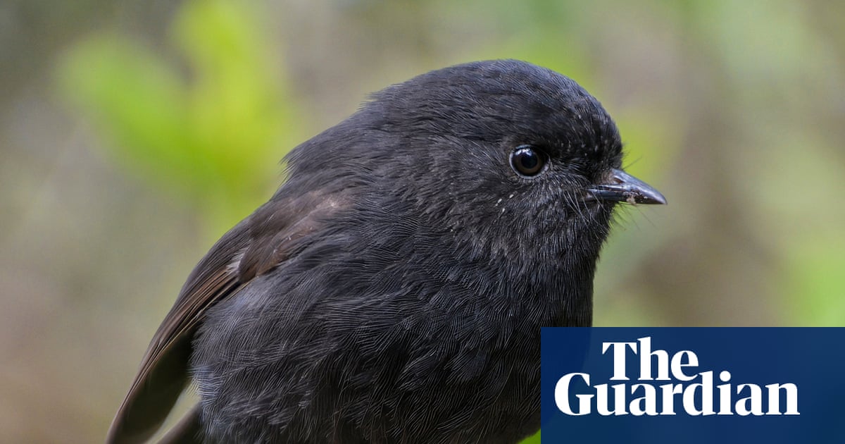 The black robin, once down to just a single breeding pair, wins NZ bird of the year | New Zealand