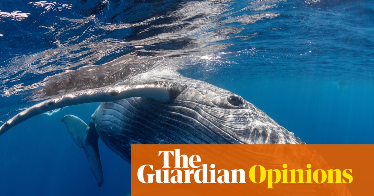 Do whales grieve? Rare footage of humpback alongside stillborn calf suggests they might | Olaf Meynecke for the Conversation