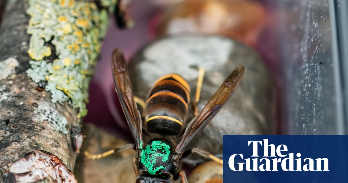 Beekeepers warn of Asian hornet threat and call for UK awareness campaign | Insects