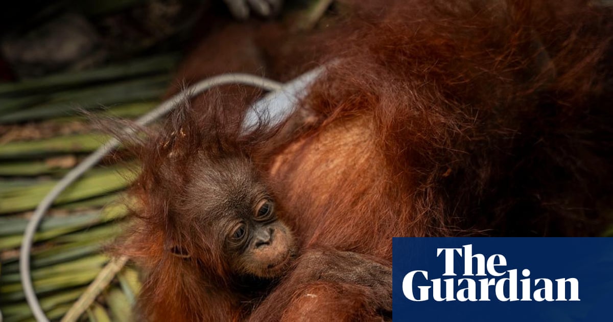 ‘The toll is huge’: El Niño-driven wildfires overwhelm Indonesia’s orangutan population | Indonesia