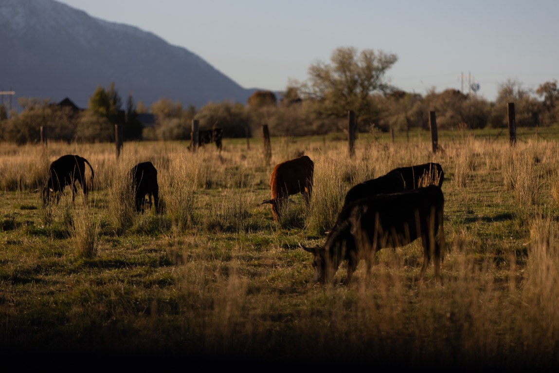 Several cattle graze in a dry, grassy pasture with silhouetted trees and a mountain ridge in the background.