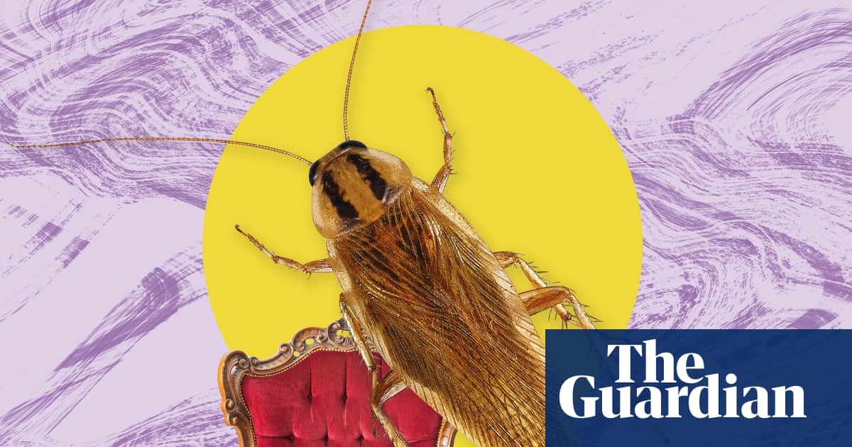 The pest I’ll never forget: the cockroaches I still dream about | Insects