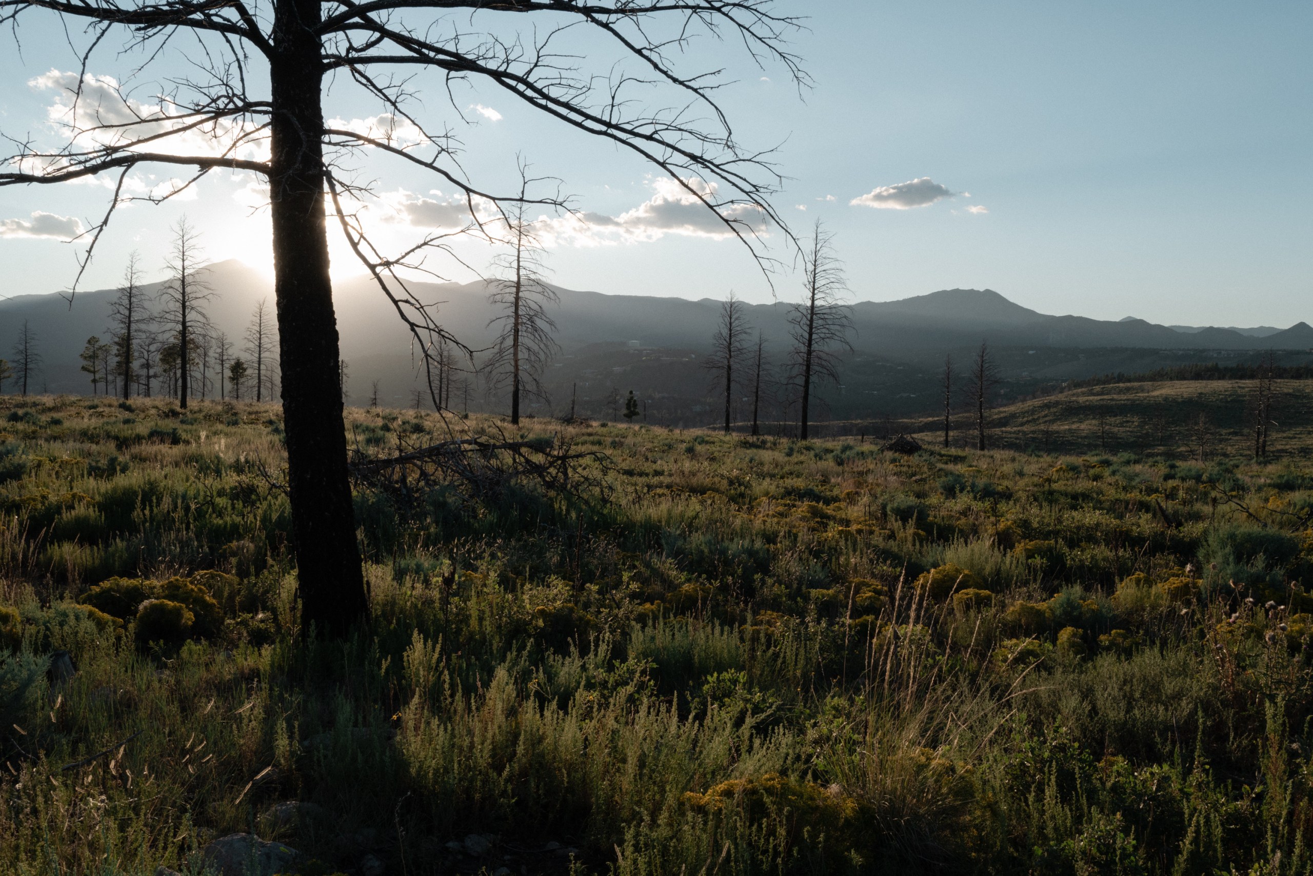 The sun sets behind distant mountain peaks over a field of tall grass, wildflowers and scattered silhouetted burned trees.