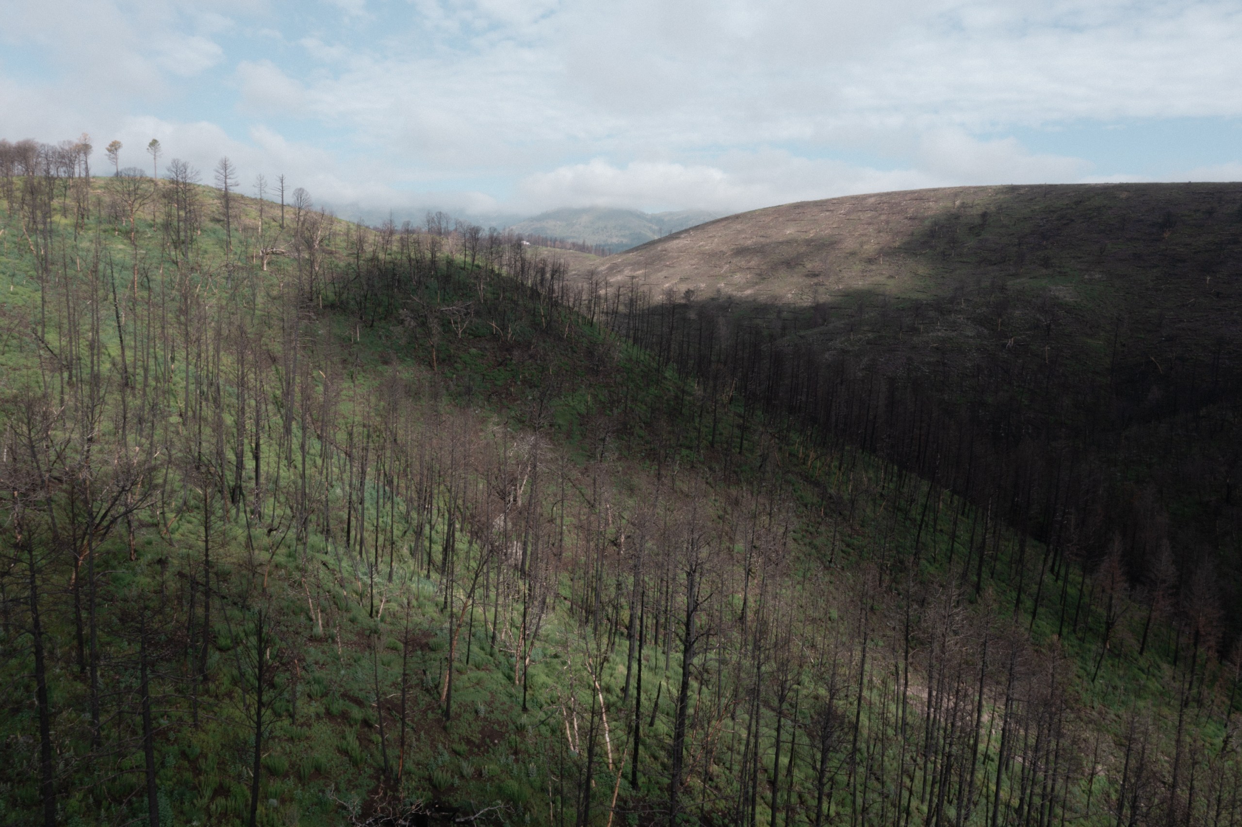 An aerial view reveals a charred hillside covered with burned, leafless trees and patches of green regrowth following a forest fire.